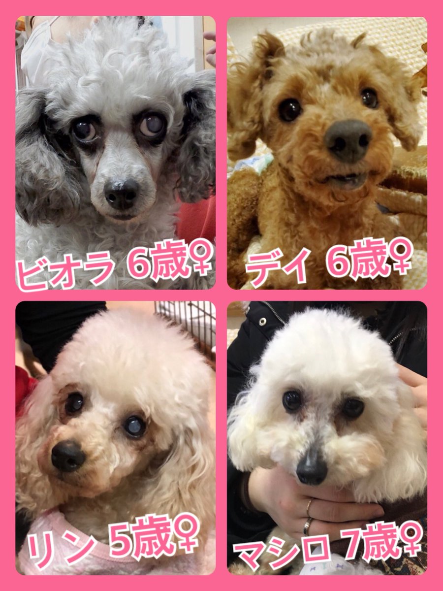 🐾今日の里親様募集中ワンコ🐶メンバーです🐾2020,3,2